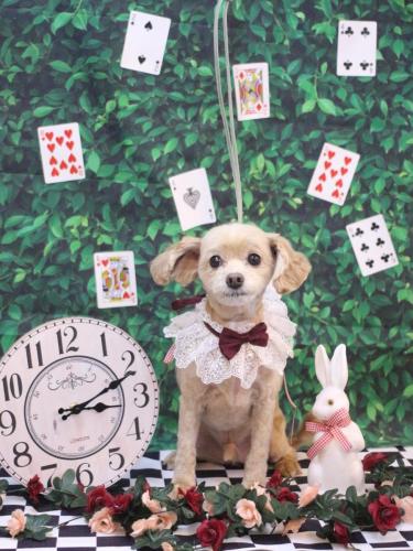 20250412ブランくん